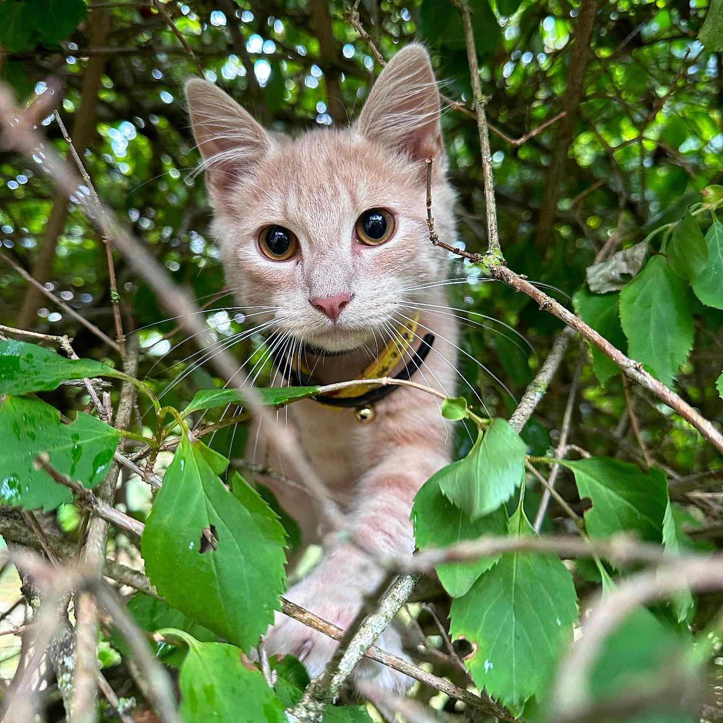 Chacal participe au concours pour gagner de l'argent avec cette photo : abyssinian, animal, cat, flower, grass, green, herbal, herbs, ivy, jungle, kitten, land, leaf, nature, outdoors, pet, plant, rainforest, tree, vegetation