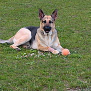 Pheobe is registered to the contest to win money with this photo: animal, bandage, canine, dog, ears, field, fur, german_shepherd, grass, greenery, happy, lying_down, mammal, nature, outdoor, paw, pet, playing, resting, toy