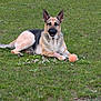 animal, bandage, canine, dog, ears, field, fur, german_shepherd, grass, greenery, happy, lying_down, mammal, nature, outdoor, paw, pet, playing, resting, toy