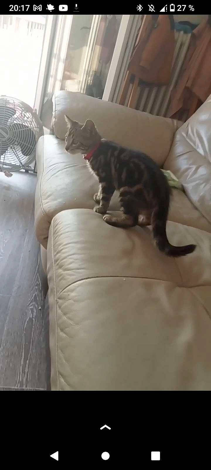 Marseillais participe au concours pour gagner de l'argent avec cette photo : automotive_tire, carnivore, cat, comfort, couch, domestic_short_haired_cat, felidae, flooring, fur, furniture, grey, hardwood, linens, living_room, room, small_to_medium_sized_cats, tail, terrestrial_animal, vehicle, whiskers