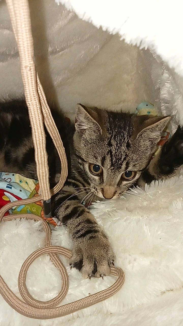 Marseillais participe au concours pour gagner de l'argent avec cette photo : basket, carnivore, cat, claw, comfort, domestic_short_haired_cat, fawn, felidae, fur, illustration, linens, pattern, paw, serveware, small_to_medium_sized_cats, snout, tail, terrestrial_animal, whiskers, wildlife