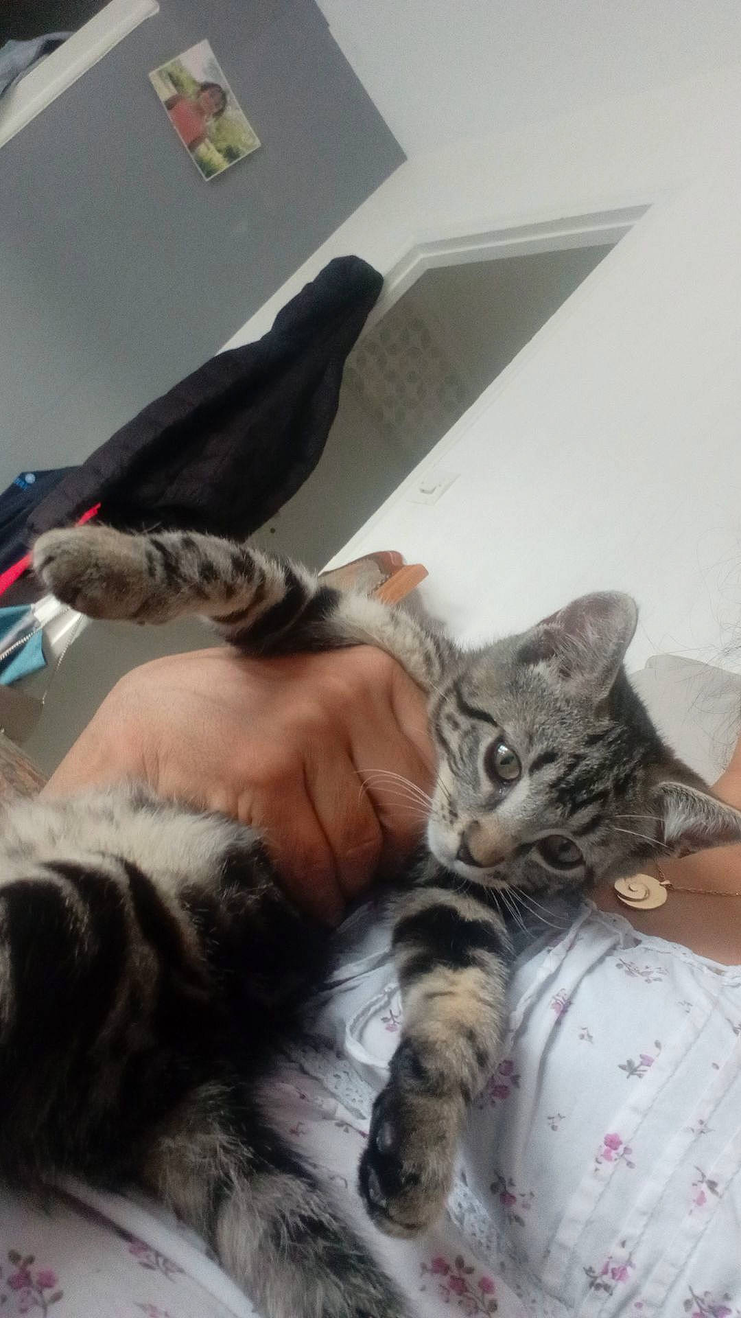 Marseillais a rejoint le concours — aidez-le/la à gagner de superbes lots ! bed, carnivore, cat, claw, comfort, domestic_short_haired_cat, ear, felidae, fur, gesture, lap, linens, nap, paw, room, small_to_medium_sized_cats, tail, whiskers