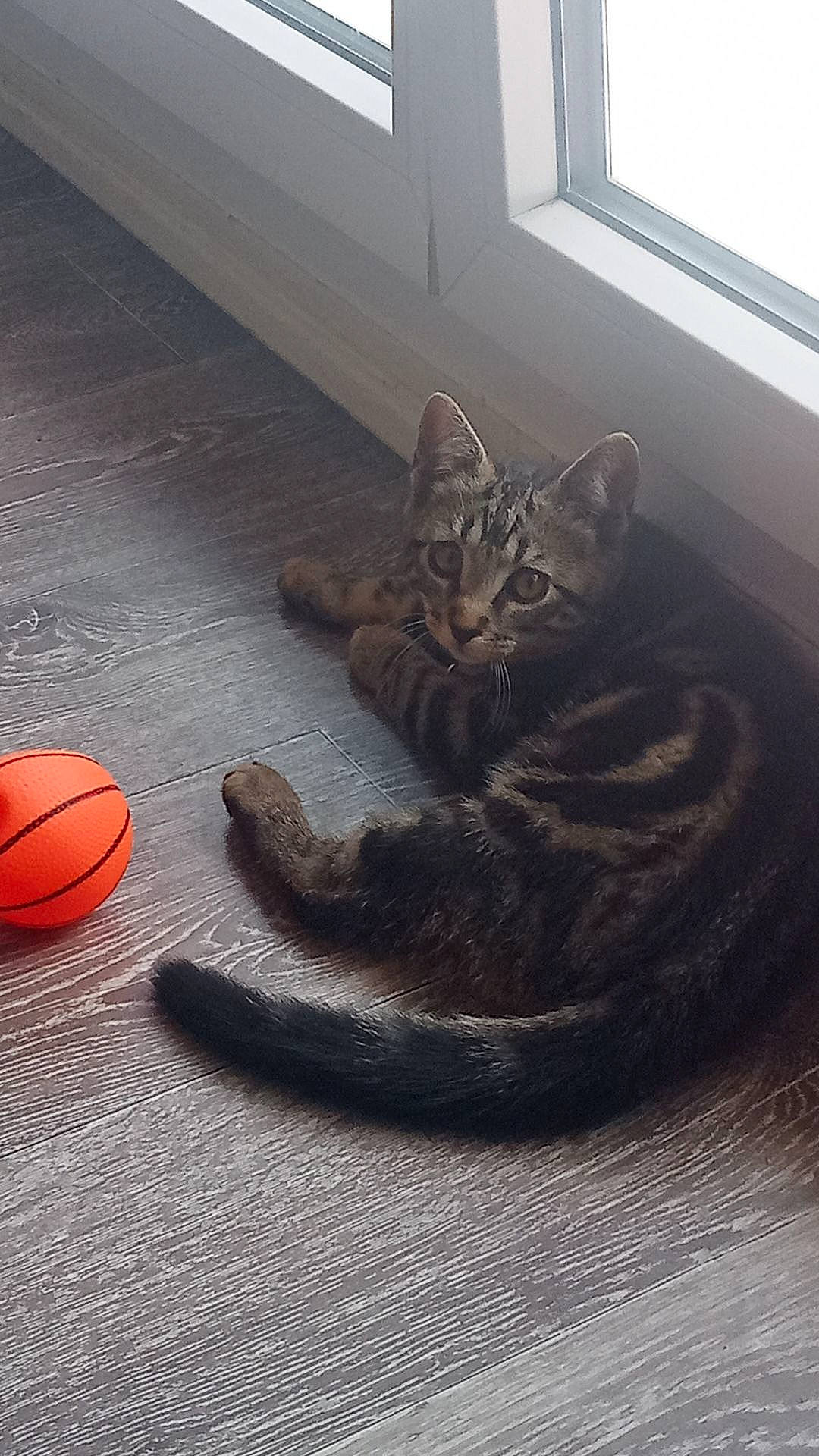 Marseillais participe au concours pour gagner de l'argent avec cette photo : ball, basketball, carnivore, cat, comfort, felidae, floor, flooring, football, grey, hardwood, human_leg, line, small_to_medium_sized_cats, sports_equipment, tail, whiskers, window, wood