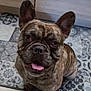 Polo participe au concours pour gagner de l'argent avec cette photo : dog, french_bulldog, brindle, pet, canine, sitting, floor, tile, indoor, ears_up, looking_up, tongue_out, cute, animal, companion, domestic, mammal, friendly, household, portrait