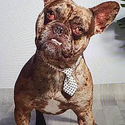 Polo a rejoint le concours — aidez-le/la à gagner de superbes lots ! dog, french_bulldog, brindle, tie, pet, indoor, floor, white_wall, ears, cute, animal, standing, portrait, looking, expression, polka_dot, domestic_animal, canine, pet_accessory, adorable