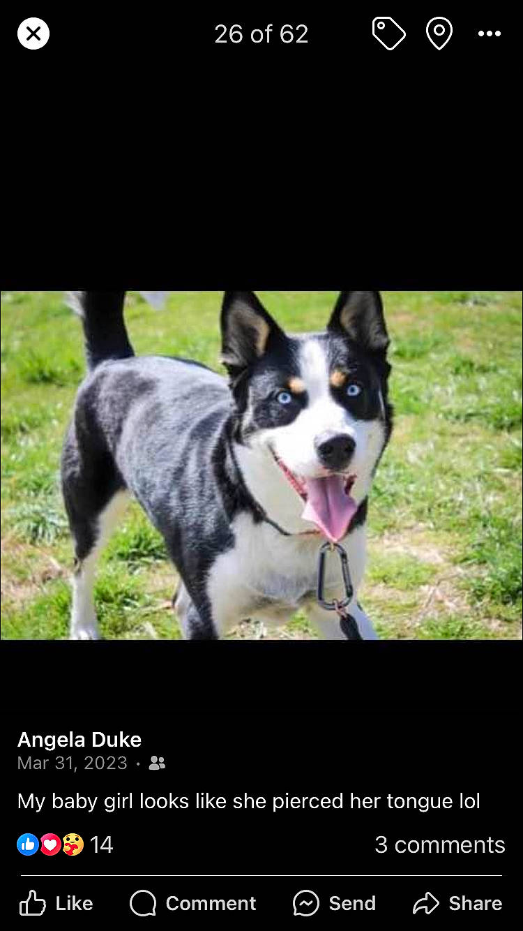 Karma joined the competition — help win amazing prizes! ancient_dog_breeds, canidae, carnivore, collar, companion_dog, dog, dog_breed, dog_collar, font, herding_dog, non_sporting_group, pet_supply, photo_caption, plant, sled_dog, snout, sporting_group, working_animal, working_dog