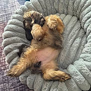 Naïa a rejoint le concours — aidez-le/la à gagner de superbes lots ! puppy, dog, pet, animal, fluffy, small_dog, brown_fur, tan_fur, belly_up, sleeping, relaxed, cute, playful, pet_bed, plush_bed, dog_toy, indoor, rug, cozy, belly_rub