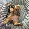puppy, dog, pet, animal, fluffy, small_dog, brown_fur, tan_fur, belly_up, sleeping, relaxed, cute, playful, pet_bed, plush_bed, dog_toy, indoor, rug, cozy, belly_rub
