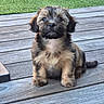 Naïa participe au concours pour gagner de l'argent avec cette photo : puppy, dog, canine, pet, animal, fluffy, scruffy, brown_fur, black_fur, sitting, portrait, outdoor, deck, wooden_deck, grass, lawn, cute, facial_expression, tail, photography