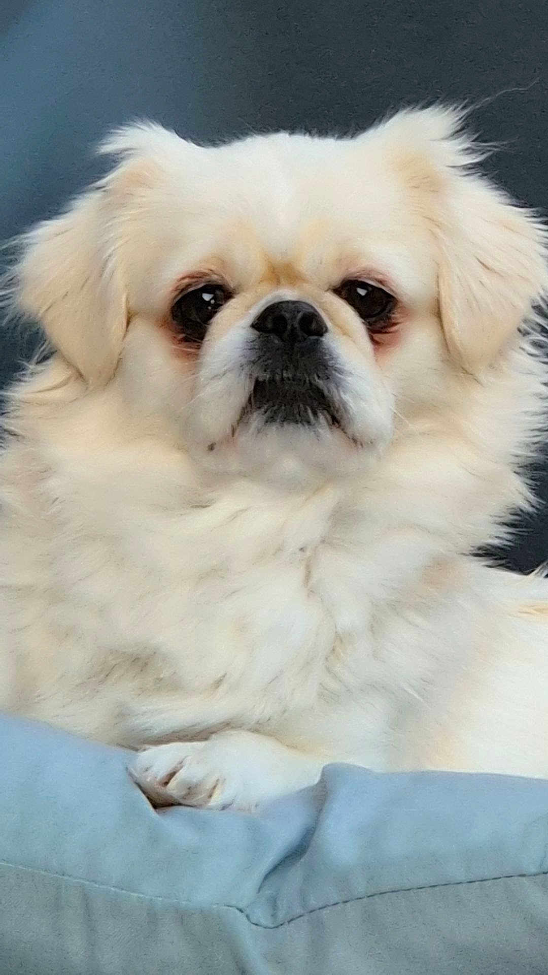 Perle participe au concours pour gagner de l'argent avec cette photo : dog, white_fur, fluffy, pet, animal, cushion, indoor, face, ears, nose, paw, closeup, portrait, cute, relaxed, furry, domestic_animal, companion, canine, resting