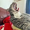 cat, gray_cat, white_fur, yawning, mouth_open, teeth, tongue, whiskers, feline, pet, indoor, blanket, red_blanket, yellow_blanket, leather_couch, home_interior, framed_picture, curtain, relaxed, close_up