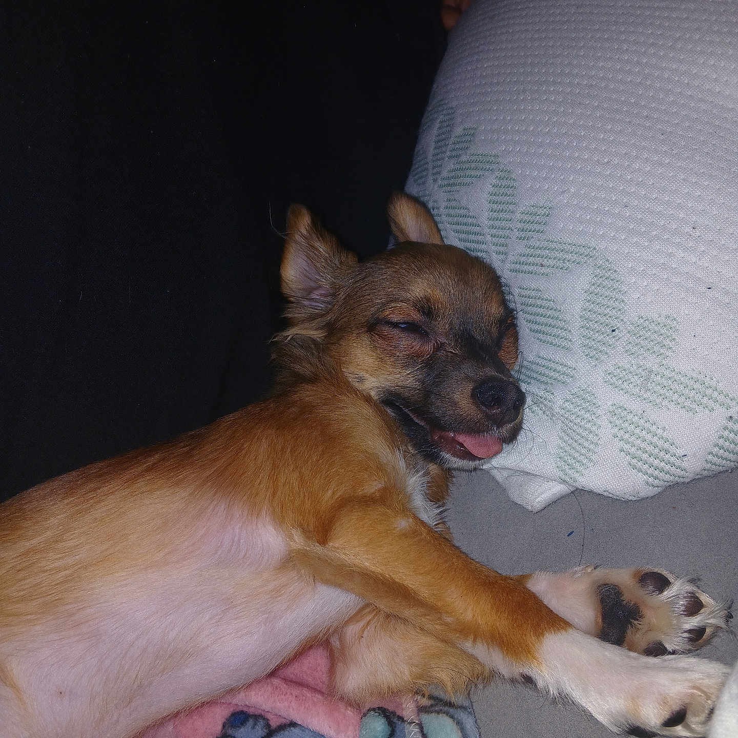 Bryan joined the competition — help win amazing prizes! animal, blanket, brown_dog, close_up, couch, cozy, cute, dog, fur, home, indoor, nap, paw, pet, pillow, relaxed, resting, sleeping, small_dog, tongue_out