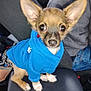 adorable, animal, blue_hoodie, brown_fur, car_interior, car_seat, clothing, companion, cute, dog, ears, indoors, looking_up, pet, puppy, sitting, small_dog, travel, white_paws, wide_eyes
