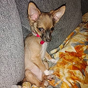 Bryan joined the competition — help win amazing prizes! animal, blanket, brown, collar, couch, cozy, cute, dog, domestic_animal, ears, fur, indoor, looking, pet, puppy, red_collar, side_eye, sitting, small_dog, white_paw