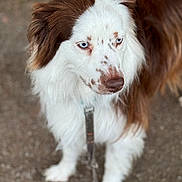 Sydney a rejoint le concours — aidez-le/la à gagner de superbes lots ! dog, animal, pet, brown_and_white, blue_eyes, fur, close_up, outdoor, leash, canine, portrait, walking, nature, grass, path, muzzle, ears, white_fur, brown_fur, focused