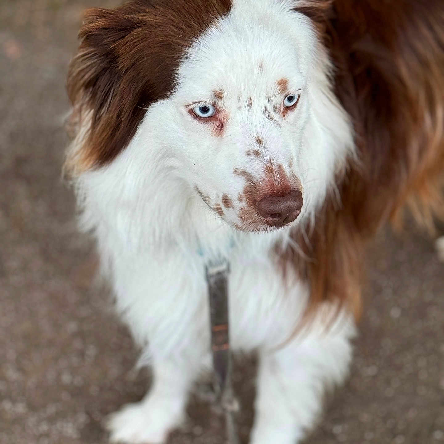 Sydney a rejoint le concours — aidez-le/la à gagner de superbes lots ! animal, blue_eyes, brown_and_white, brown_fur, canine, close_up, dog, ears, focused, fur, grass, leash, muzzle, nature, outdoor, path, pet, portrait, walking, white_fur