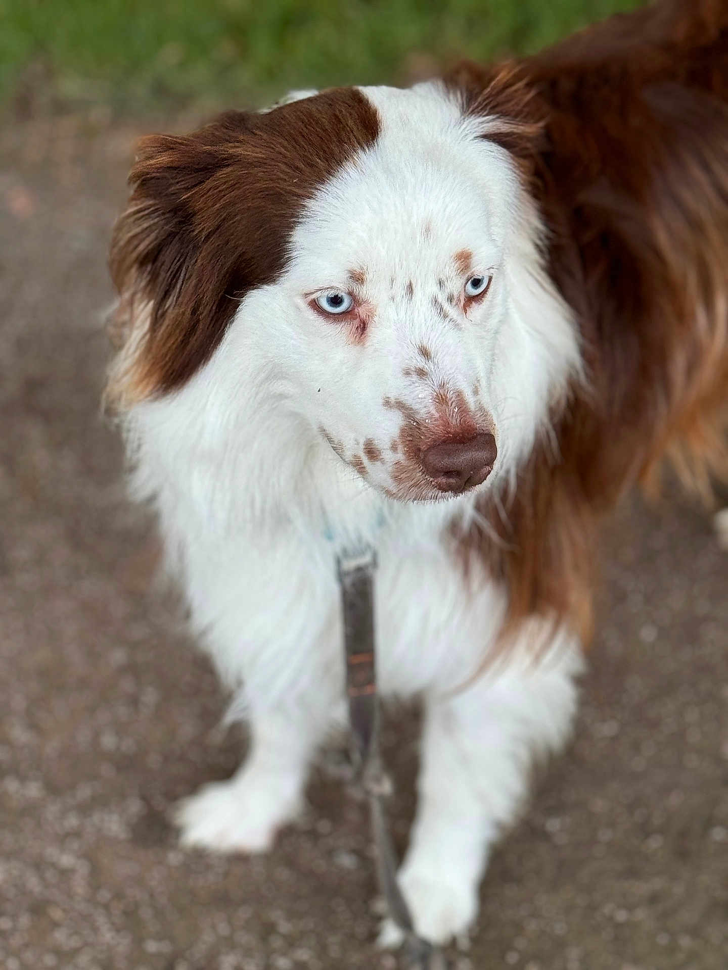 Sydney a rejoint le concours — aidez-le/la à gagner de superbes lots ! dog, animal, pet, brown_and_white, blue_eyes, fur, close_up, outdoor, leash, canine, portrait, walking, nature, grass, path, muzzle, ears, white_fur, brown_fur, focused