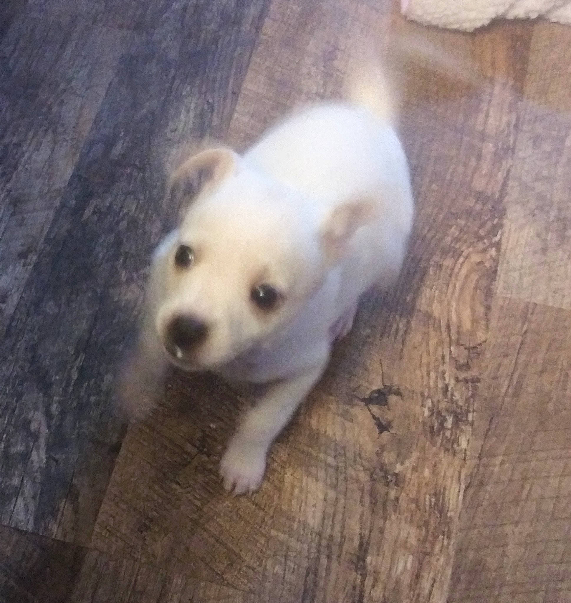 Izzy joined the competition — help win amazing prizes! canidae, carnivore, companion_dog, dog, dog_breed, eye, floor, flooring, hardwood, non_sporting_group, paw, plank, polish_tatra_sheepdog, puppy, sporting_group, terrestrial_animal, varnish, whiskers, wood, working_animal