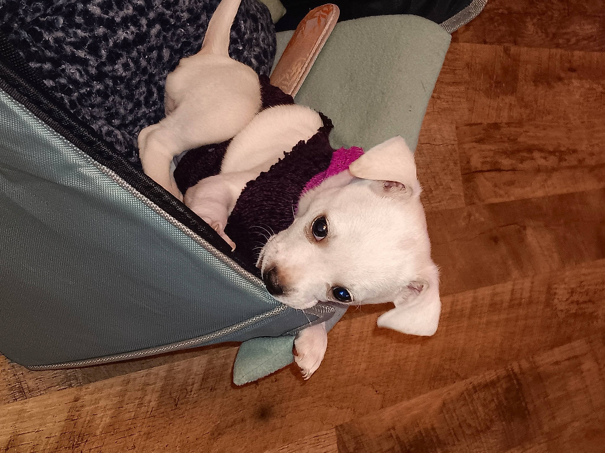 Izzy is registered to the contest to win money with this photo: carnivore, comfort, companion_dog, couch, dog, dog_breed, dog_supply, fashion_accessory, fawn, flooring, foot, fur, hardwood, human_leg, paw, sporting_group, tail, toy_dog, wood, working_animal