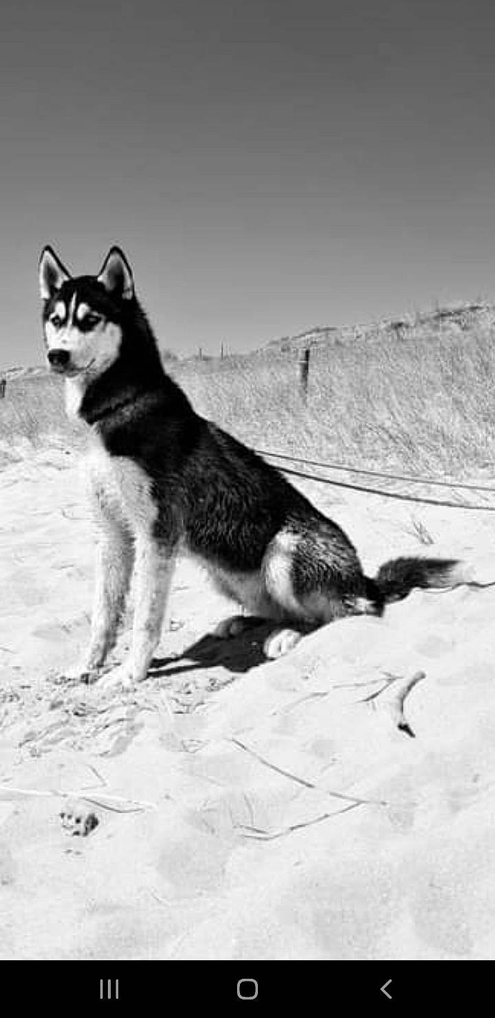 Tobby a rejoint le concours — aidez-le/la à gagner de superbes lots ! ancient_dog_breeds, art, black_and_white, canidae, canis, carnivore, dog, dog_breed, landscape, monochrome, monochrome_photography, shadow, slope, snout, snow, stock_photography, tail, terrestrial_animal, wildlife, working_dog