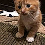 kitten, cat, orange_tabby, tabby, pet, young_kitten, cute, fur, whiskers, ear, paws, indoor, carpet, floor, blanket, portrait, big_eyes, domestic_cat, close_up, small_pet