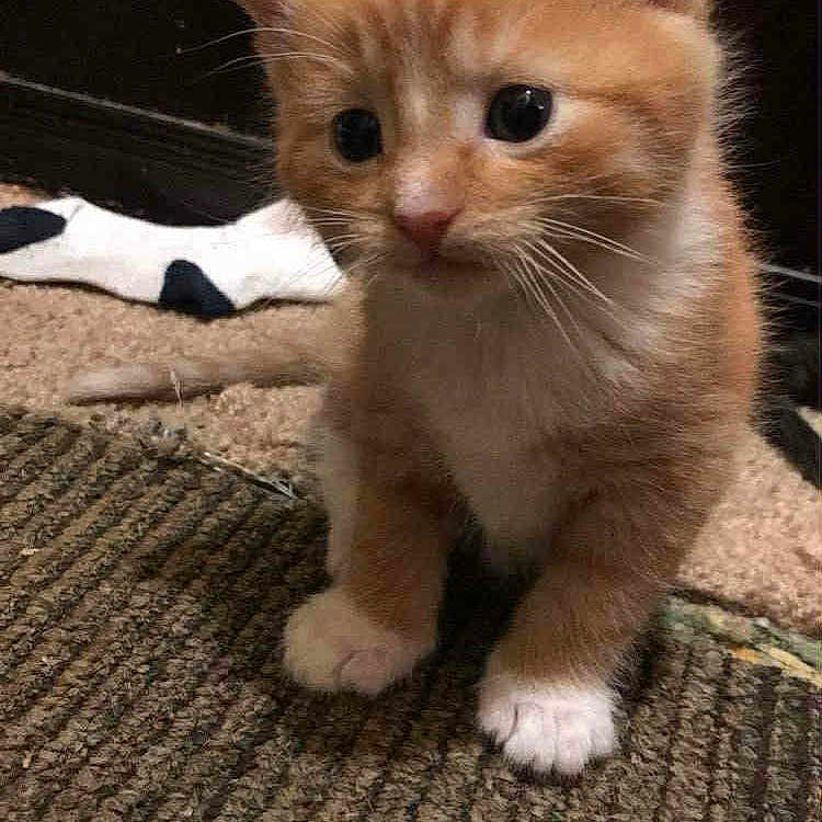 Oinky joined the competition — help win amazing prizes! big_eyes, blanket, carpet, cat, close_up, cute, domestic_cat, ear, floor, fur, indoor, kitten, orange_tabby, paws, pet, portrait, small_pet, tabby, whiskers, young_kitten