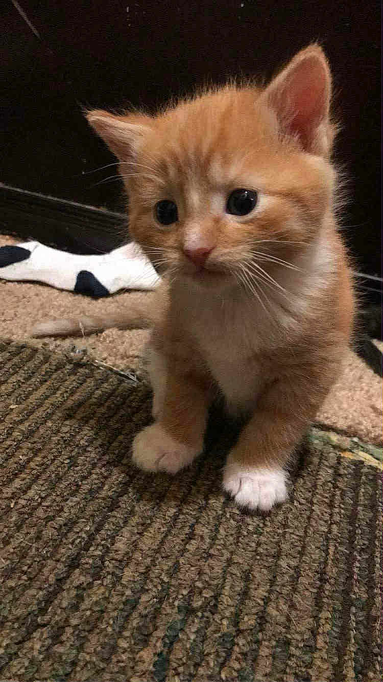 Oinky joined the competition — help win amazing prizes! kitten, cat, orange_tabby, tabby, pet, young_kitten, cute, fur, whiskers, ear, paws, indoor, carpet, floor, blanket, portrait, big_eyes, domestic_cat, close_up, small_pet