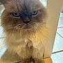 Mr Kissy Meow Meow is registered to the contest to win money with this photo: cat, fluffy, grumpy, indoor, pet, animal, fur, face, blue_eyes, whiskers, floor, tile, door_frame, close_up, portrait, sitting, domestic_cat, cute, feline, furry