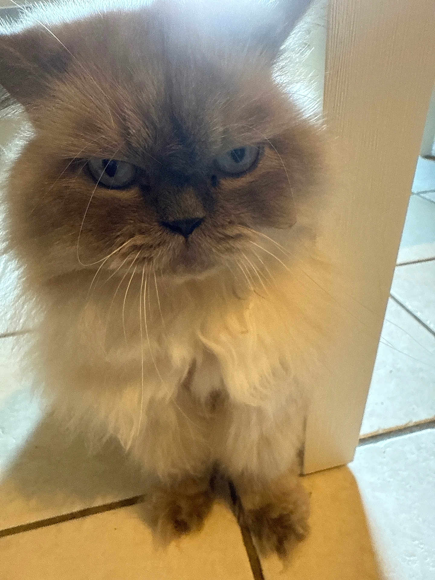 Mr Kissy Meow Meow