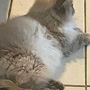 Mr Kissy Meow Meow is registered to the contest to win money with this photo: cat, fluffy, fur, animal, pet, lying_down, floor, tile, relaxing, mammal, whiskers, indoor, domestic_animal, cute, sleepy, resting, feline, cozy, soft, quiet