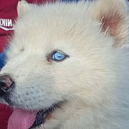 Snow participe au concours pour gagner de l'argent avec cette photo : animal, blue_eyes, car, close_up, companion, cute, dog, fluffy, happy, head, mammal, nike_logo, person, pet, portrait, puppy, red_shirt, seatbelt, tongue_out, white_fur