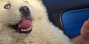 Snow participe au concours pour gagner de l'argent avec cette photo : animal, blue_eyes, blue_towel, car_interior, closeup, cute, daytime, dog, domestic_animal, fluffy, fur, happy, pet, puppy, seat, sky, tongue_out, white_fur, window, young_dog