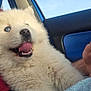 animal, blue_eyes, blue_towel, car_interior, closeup, cute, daytime, dog, domestic_animal, fluffy, fur, happy, pet, puppy, seat, sky, tongue_out, white_fur, window, young_dog