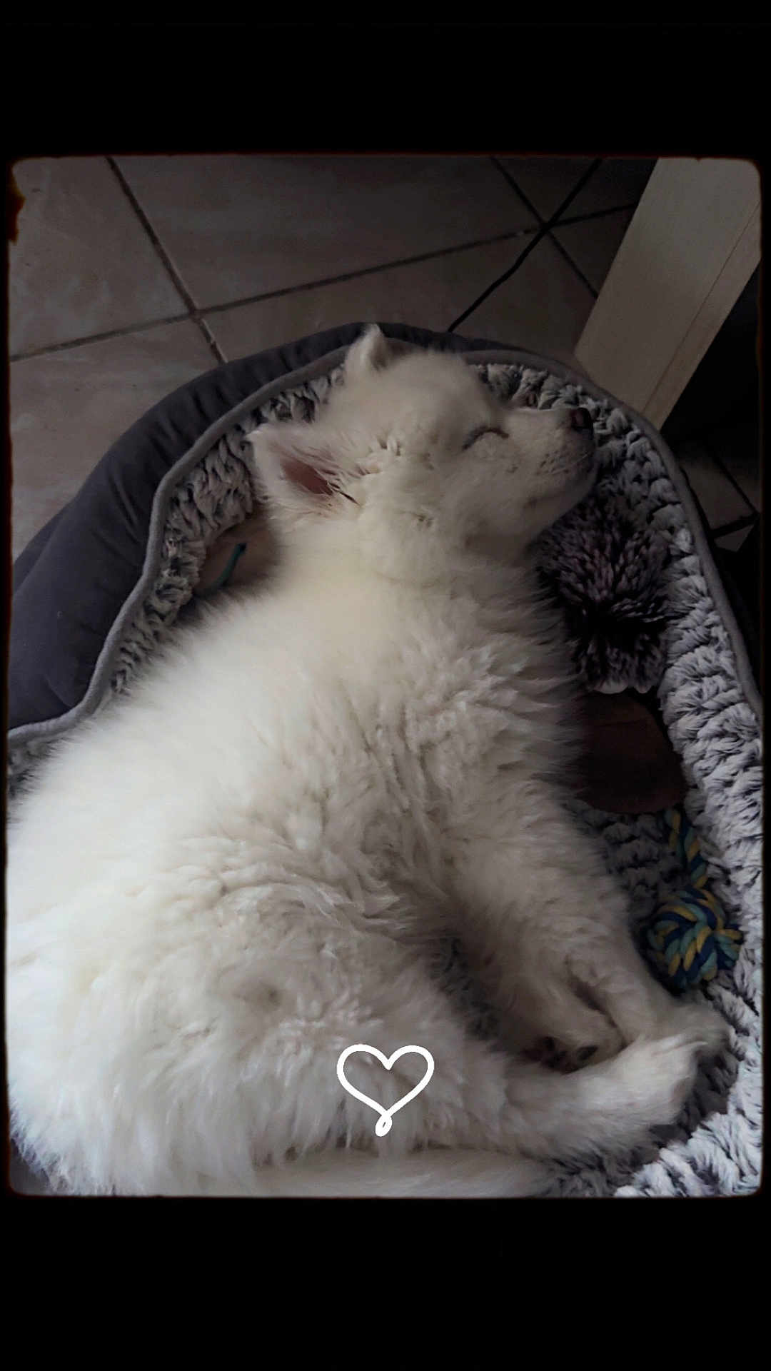 Snow a rejoint le concours — aidez-le/la à gagner de superbes lots ! animal, bed, cozy, cute, dog, ears, floor, fluffy, fur, indoor, paw, pet_bed, puppy, relaxation, resting, sleeping, snout, tile_floor, toy, white_fur
