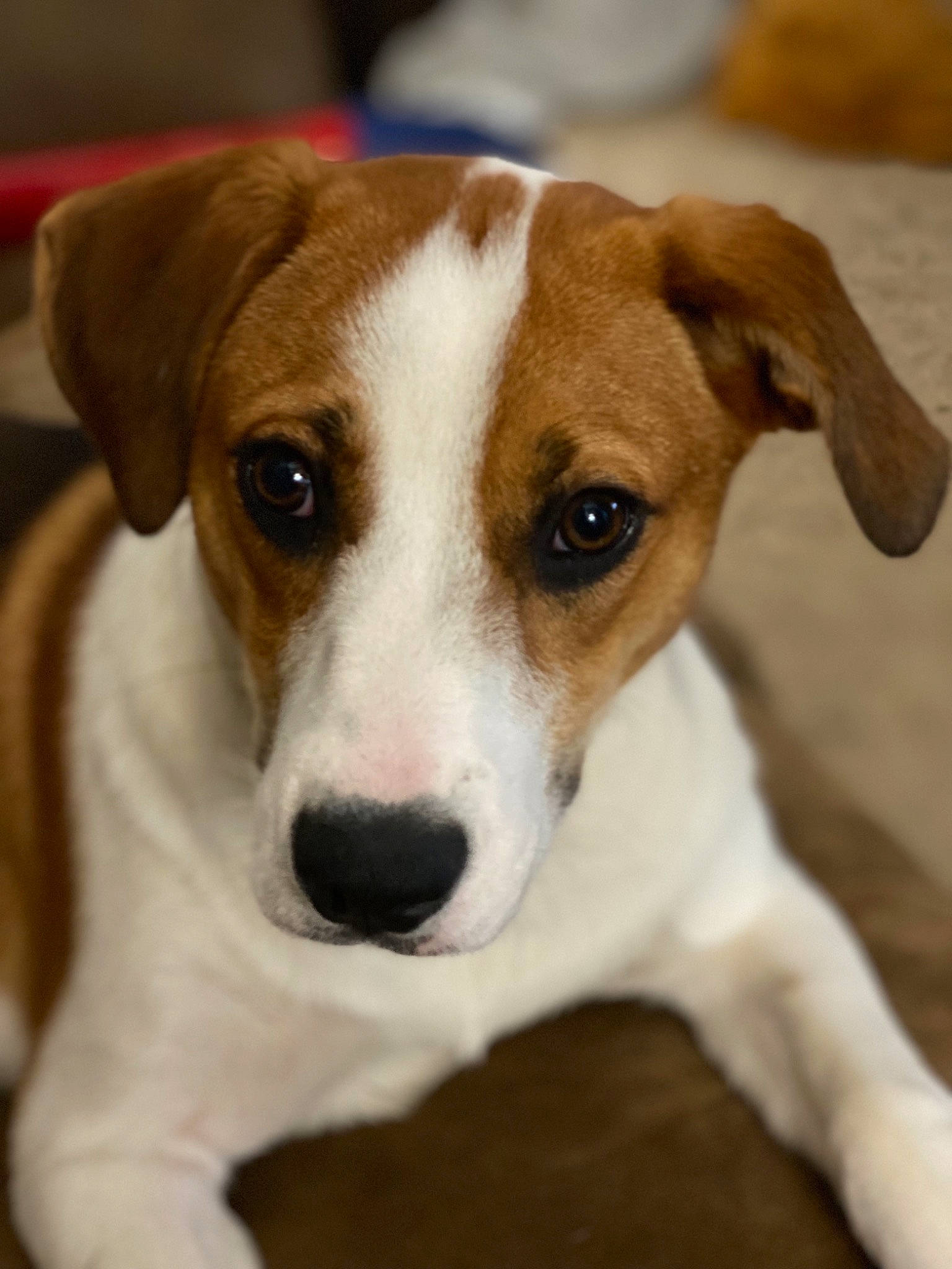 Bitsy is registered to the contest to win money with this photo: ancient_dog_breeds, canidae, carnivore, collar, companion_dog, dog, dog_breed, dog_collar, fawn, fur, irishjacks, non_sporting_group, snout, sporting_group, terrier, whiskers, working_animal