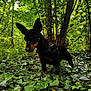 Sloogy participe au concours pour gagner de l'argent avec cette photo : adventure, alert, animal, black_dog, canine, dog, flora, forest, greenery, harness, ivy, leaves, nature, outdoor, pet, sunlight, tan_markings, trees, wildlife, woodland