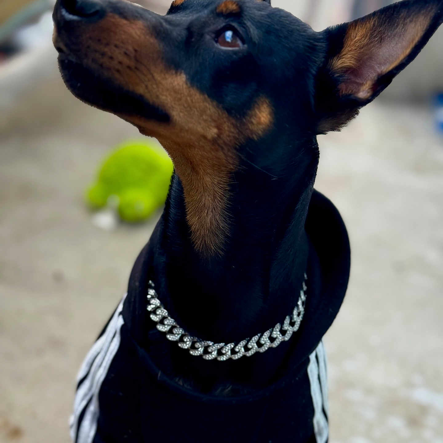 Sloogy a rejoint le concours — aidez-le/la à gagner de superbes lots ! animal, black_fur, blurred_background, brown_fur, canine, chain_collar, closeup, curious, doberman, dog, domestic_animal, ears_up, fashion, hoodie, indoor, looking_up, pet, portrait, sitting, toy