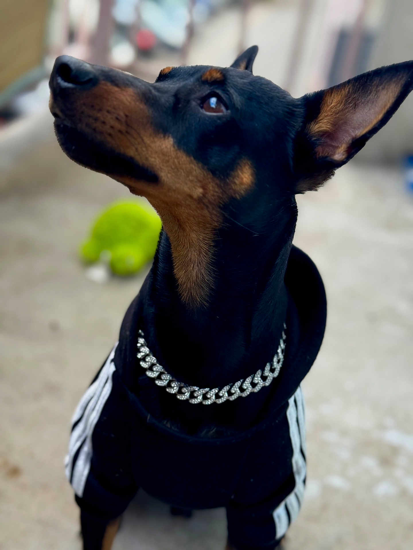 Sloogy a rejoint le concours — aidez-le/la à gagner de superbes lots ! animal, black_fur, blurred_background, brown_fur, canine, chain_collar, closeup, curious, doberman, dog, domestic_animal, ears_up, fashion, hoodie, indoor, looking_up, pet, portrait, sitting, toy