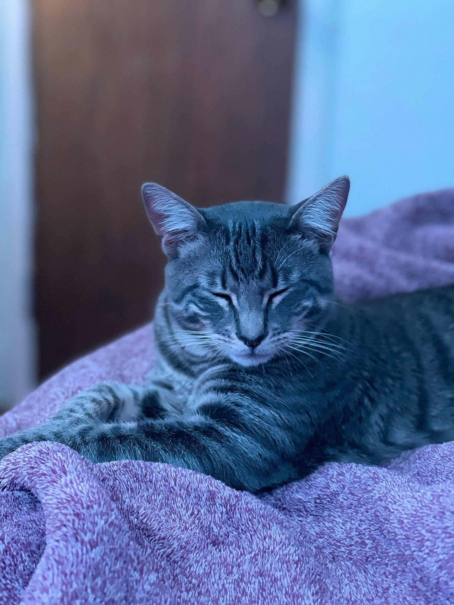 Einstein is registered to the contest to win money with this photo: carnivore, cat, cat_furniture, claw, comfort, domestic_short_haired_cat, eye, felidae, fur, grass, grey, sand, sitting, small_to_medium_sized_cats, snout, tail, terrestrial_animal, tree, whiskers, wildlife