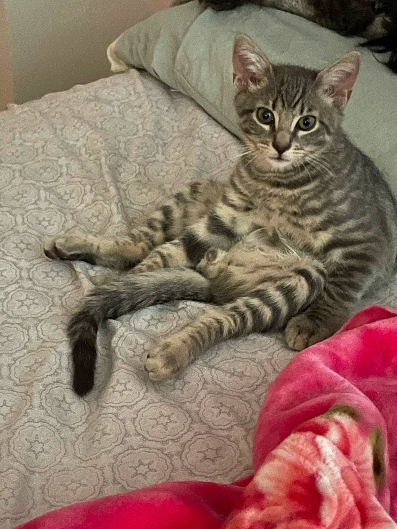 Einstein is registered to the contest to win money with this photo: bed, carnivore, cat, cat_supply, claw, comfort, domestic_short_haired_cat, felidae, flooring, foot, fur, linens, paw, room, sitting, small_to_medium_sized_cats, snout, tail, terrestrial_animal, whiskers