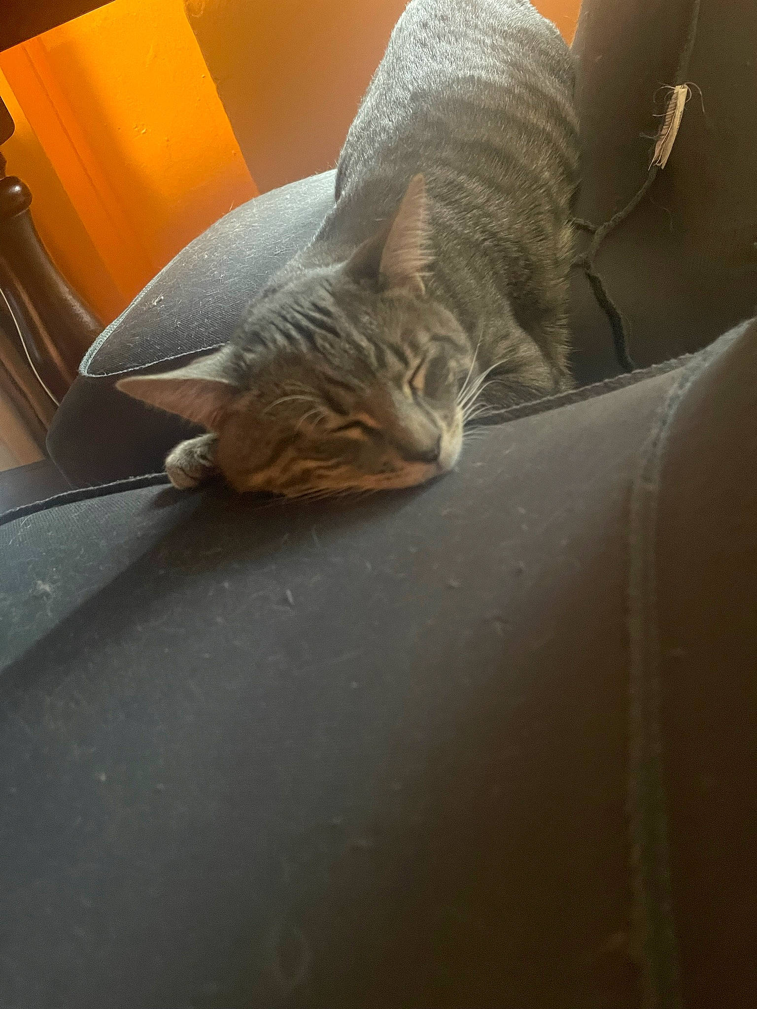 Einstein is registered to the contest to win money with this photo: auto_part, cat, comfort, couch, domestic_short_haired_cat, felidae, flooring, fur, grey, hardwood, human_leg, linens, room, small_to_medium_sized_cats, tail, thigh, tints_and_shades, whiskers, window, wood