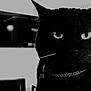 Lelouch joined the competition — help win amazing prizes! black_cat, cat, chain, close_up, collar, ears, eyes, feline, furniture, grainy, grayscale, high_contrast, indoor, moody, pet, portrait, silhouette, stare, television, whiskers