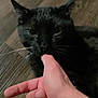 biting, black_cat, blur, cat, close_up, domestic_animal, ears, eyes, finger, fur, hardwood_floor, human_hand, indoor, interaction, low_light, pet, pet_owner, playful, portrait, whiskers