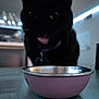 Lelouch joined the competition — help win amazing prizes! black_cat, blurred_background, bowl, cat, close_up, collar, curious, domestic, hungry, indoor, kitchen, led_lights, low_light, metal_bowl, pet, pink_bowl, shelf, table, tongue, whiskers