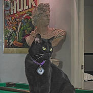 Lelouch joined the competition — help win amazing prizes! billiards, black_cat, bust, cat, cat_collar, comic_poster, decor, doorway, fairy_lights, furniture, household, indoor, looking_away, pet_tag, pool_table, portrait, sculpture, statue, the_hulk, wall_art