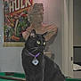 billiards, black_cat, bust, cat, cat_collar, comic_poster, decor, doorway, fairy_lights, furniture, household, indoor, looking_away, pet_tag, pool_table, portrait, sculpture, statue, the_hulk, wall_art