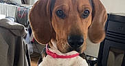 Diego a rejoint le concours — aidez-le/la à gagner de superbes lots ! dog, hound, brown_dog, white_chest, floppy_ears, pink_collar, pet, animal, portrait, close_up, sitting, paws, table, bowl, indoors, home, kitchen, window, furniture, funny
