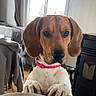dog, hound, brown_dog, white_chest, floppy_ears, pink_collar, pet, animal, portrait, close_up, sitting, paws, table, bowl, indoors, home, kitchen, window, furniture, funny