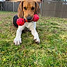 Diego a rejoint le concours — aidez-le/la à gagner de superbes lots ! dog, hound, beagle, pet, animal, grass, garden, backyard, outdoors, red_toy, dumbbell_toy, playing, sitting, crouching, floppy_ears, brown_fur, white_chest, black_back, fence, house
