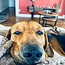Diego a rejoint le concours — aidez-le/la à gagner de superbes lots ! dog, large_nose, close_up, portrait, brown_fur, floppy_ears, sleepy, relaxed, cute, pet, animal, blanket, fluffy_blanket, cozy, indoors, living_room, furniture, wood_floor, mirror, home_decor